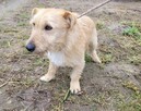 Mały, delikatny KREMUŚ szuka domu !! Do adopcji !! - 4