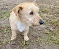 Mały, delikatny KREMUŚ szuka domu !! Do adopcji !! - 3
