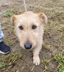 Mały, delikatny KREMUŚ szuka domu !! Do adopcji !! - 4