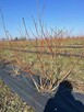 Gospodarstwo rolne 50 ha. Pomysł na biznes. - 14