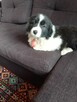 Border collie - 4