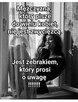 Może to siebie szukamy? Kto wie... - 11
