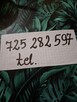 Samczyk karzełek 3 miesięczny - 7