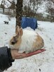 Samczyk karzełek 3 miesięczny - 3