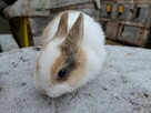 Samczyk karzełek 3 miesięczny - 6