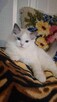Ragdoll piękne kotki ragdoll rasowe hodowla - 2