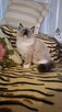 Ragdoll piękne kotki ragdoll rasowe hodowla - 5