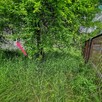 PORZĄDKOWANIE czyszczenie działek, posesji i ogrodów - 8