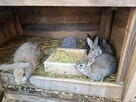 Sprzedam młode króliki mieszańce młodzież - 2