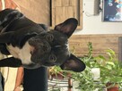 Buldog francuska sprzedam - 2