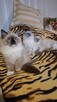 Ragdoll piękne kotki ragdoll rasowe hodowla - 4