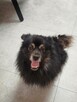 Kochany przyjacielski Gacuś poleca się do adopcji - 4