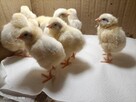 Pisklęta Leghorn - 2