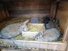 Sprzedam młode króliki mieszańce młodzież