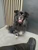 Kochany przyjacielski Gacuś poleca się do adopcji - 7
