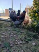 Sprzedam koguty rasy Silka - 4