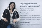Behawiorysta zwierząt, Instruktor szkoleń psów