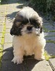 Piesek Shih tzu, tri color - 6