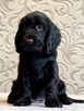 Field spaniel - 4