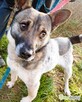 PRECELEK - niewielki, kochany psiak szuka domu - 2