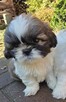 Piesek Shih tzu, tri color - 8