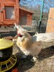 Sprzedam koguty rasy Silka - 6