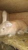Króliki samce i samice 8 miesięcy - 5