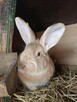 Króliki samce i samice 8 miesięcy - 4