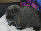 Niebieskie baranki mini lop - 12