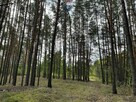 Działka rolna z samosiejkami - 3