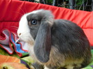 Mini lop