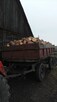 Sprzedam drewno sosna opałowe - 2