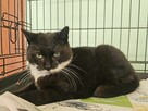 Łagodna koteczka pilnie potrzebuje domku! - 4