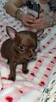 Szczeniaki chihuahua do adopcji. - 2