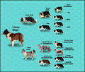 Rasowy Pies Border Collie - TEXAS z pełną dok. z hodowli do - 6