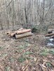 Pomoc przy zwożeniu drewna z lasu - 9