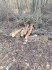 Pomoc przy zwożeniu drewna z lasu - 8