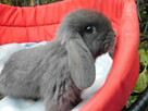 Niebieskie baranki mini lop