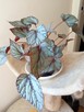 Begonia Silver Jewel-begonia zebra - 9