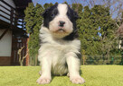 Rasowy Pies Border Collie - TEXAS z pełną dok. z hodowli do - 3