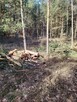 Pomoc przy zwożeniu drewna z lasu - 4