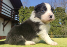 Rasowy Pies Border Collie - TEXAS z pełną dok. z hodowli do - 2