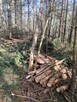 Pomoc przy zwożeniu drewna z lasu - 5