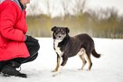 Gucio-delikatny średniej wielkości pies czeka na spokojny dom - 4