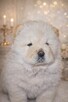 CHOW CHOW CZAU CZAU PIĘKNE SZCZENIĘTA - 4