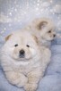 CHOW CHOW CZAU CZAU PIĘKNE SZCZENIĘTA - 3