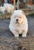 CHOW CHOW CZAU CZAU PIĘKNE SZCZENIĘTA - 2