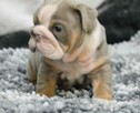 Szczenięta buldoga angielskiego o wyjątkowych liniach rodowy