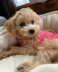 Szczeniak maltipoo, samiec i samica do adopcji - 2