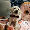 Labrador retriever wspaniałej budowy po ojcu pochodzenia FCI - 7